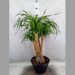 Beaucarnea recurvata