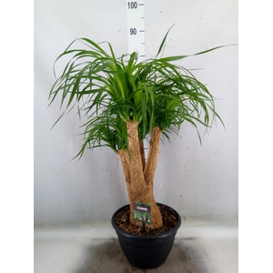 Beaucarnea recurvata