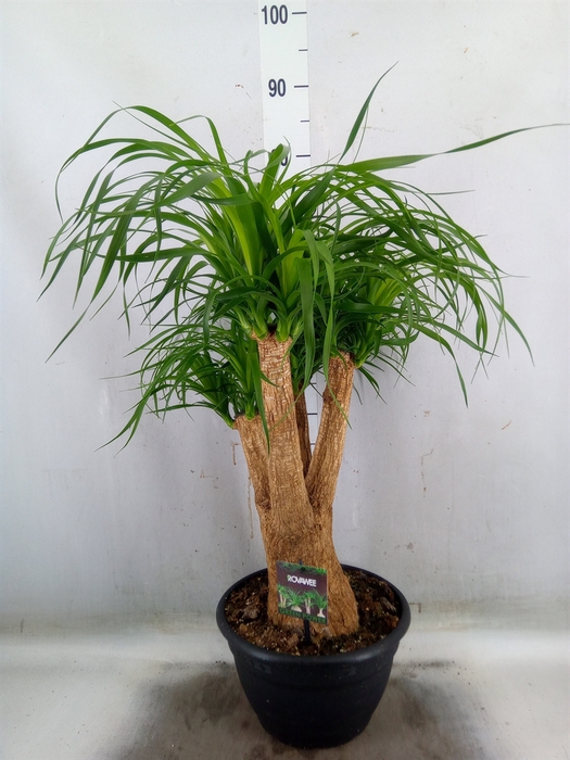 <h4>Beaucarnea recurvata</h4>