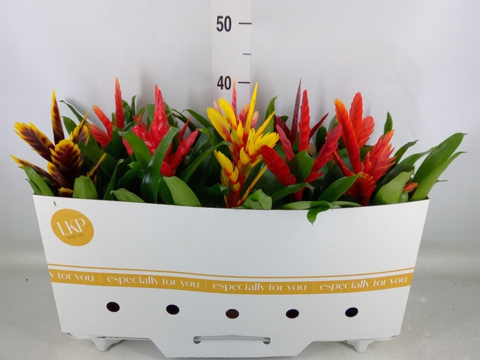 <h4>Vriesea   ...mix 8</h4>