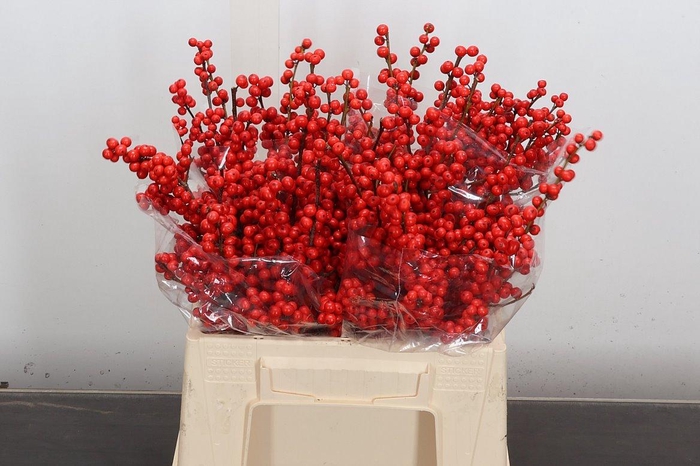 <h4>Ilex Ve Rode Bes 40cm (dussen)</h4>