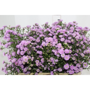 ASTER ROSA MAÇO