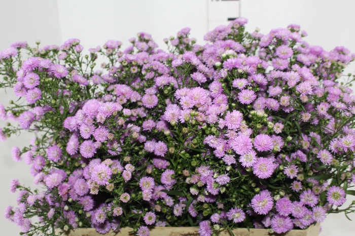 <h4>ASTER ROSA MAÇO</h4>