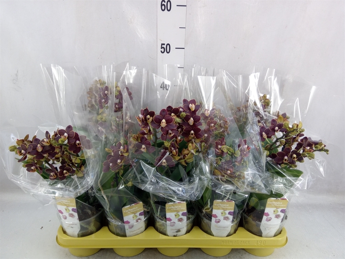 <h4>Phalaenopsis   ...</h4>