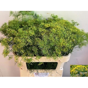 ANET GRAVEOLENS