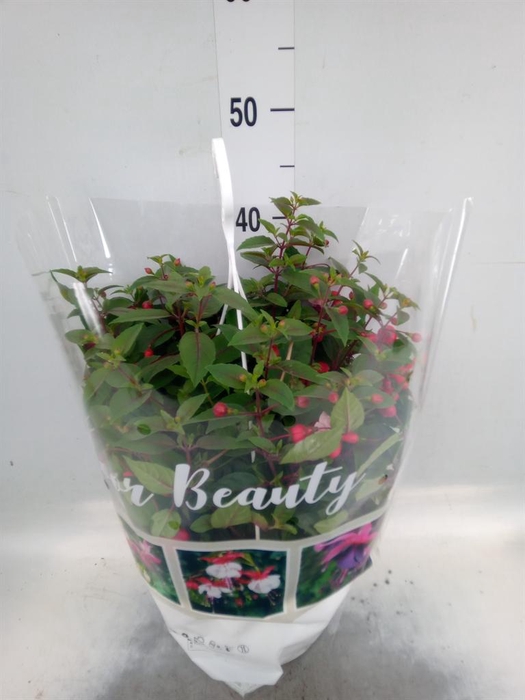 <h4>Fuchsia   ...</h4>
