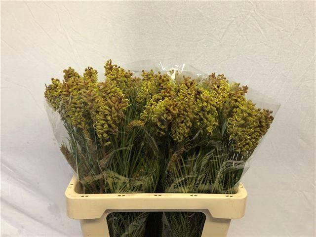 <h4>GREVI SPIDERMAN</h4>