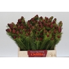 Kaaps Groen Cumosum
