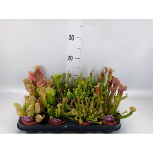 Sarracenia ...