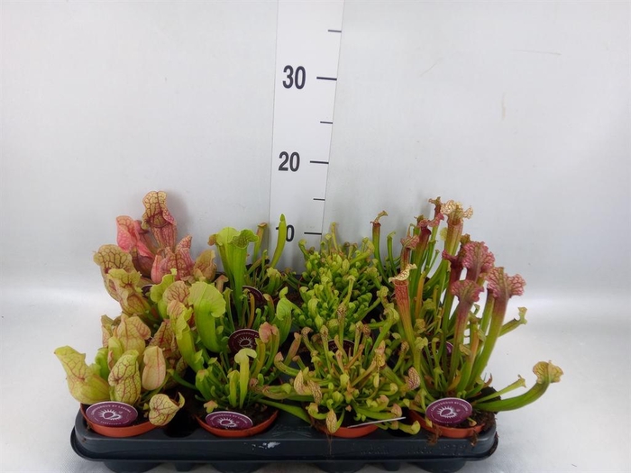 <h4>Sarracenia   ...</h4>