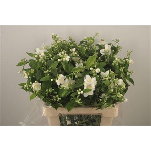 Philadelphus Per Bunch