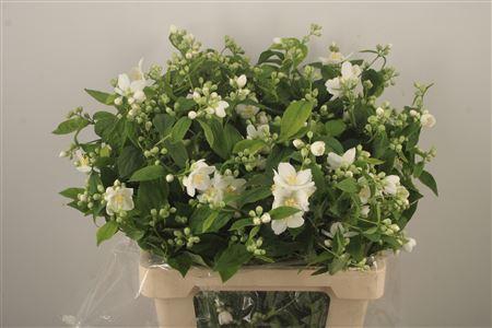 <h4>Philadelphus Per Bunch</h4>