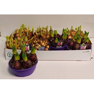 BULBS MIXED P16