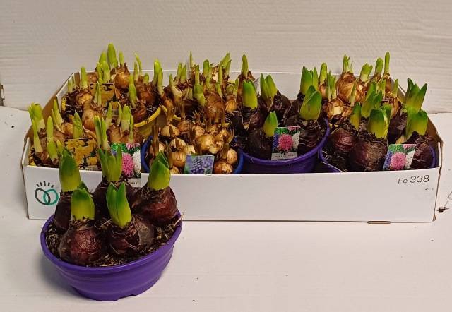 <h4>BULBS MIXED P16</h4>