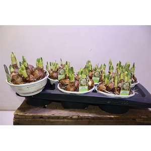 arr8 Narc D Bridal Crown