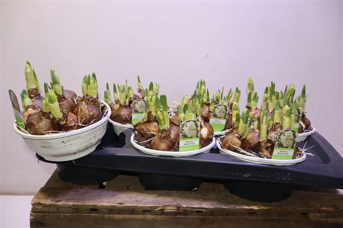 <h4>arr8 Narc D Bridal Crown</h4>