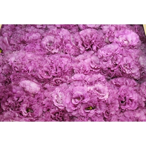 BUQUE LISIANTHUS CELEB II WINE LILAS 000