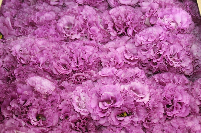 <h4>BUQUE LISIANTHUS CELEB II WINE LILAS 000</h4>