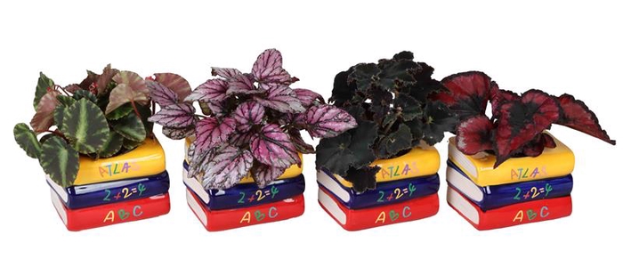 <h4>BEGONIA P6 L 66588</h4>