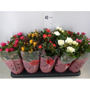 Rosa  'Star Roses'   ...mix 4