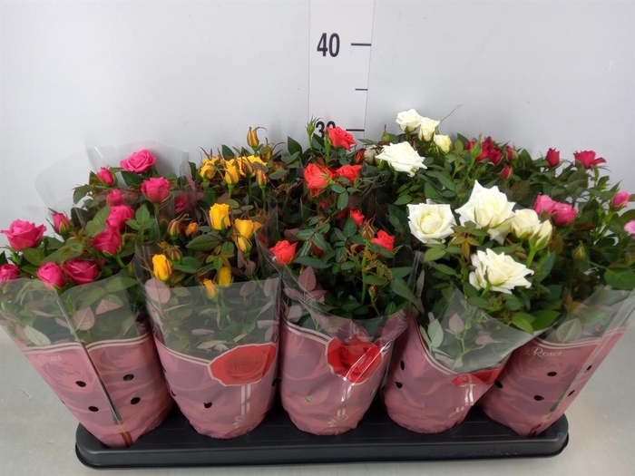 <h4>Rosa  'Star Roses'   ...mix 4</h4>