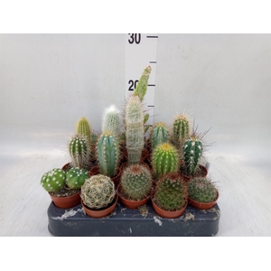 Cactus   ...mix