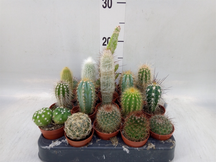 <h4>Cactus   ...mix</h4>