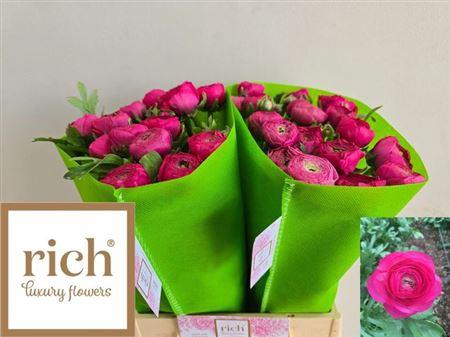 <h4>Ran Aazur Deep Rose</h4>