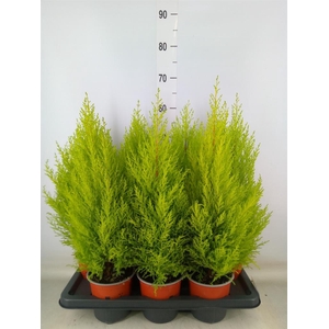 Cupressus macro. 'Goldcrest Wilma'