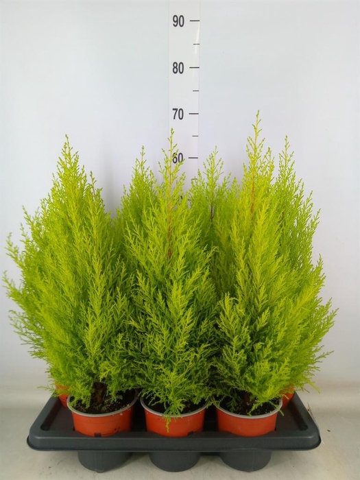 <h4>Cupressus macro. 'Goldcrest Wilma'</h4>