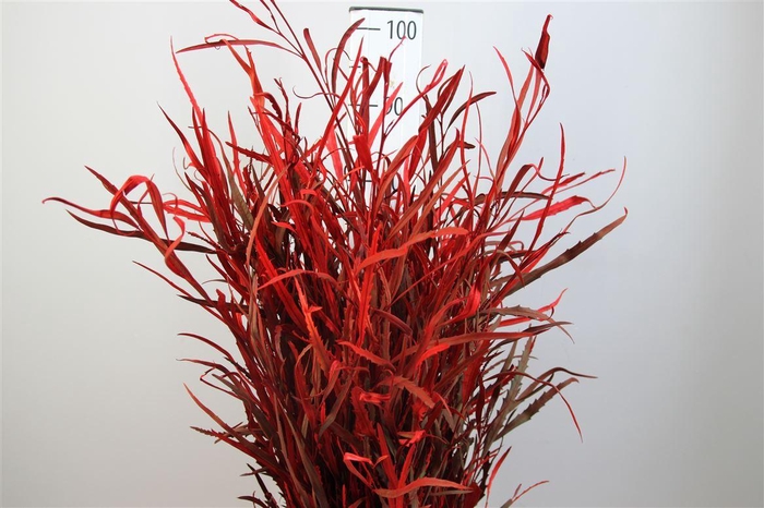 <h4>Grevillea Rood</h4>