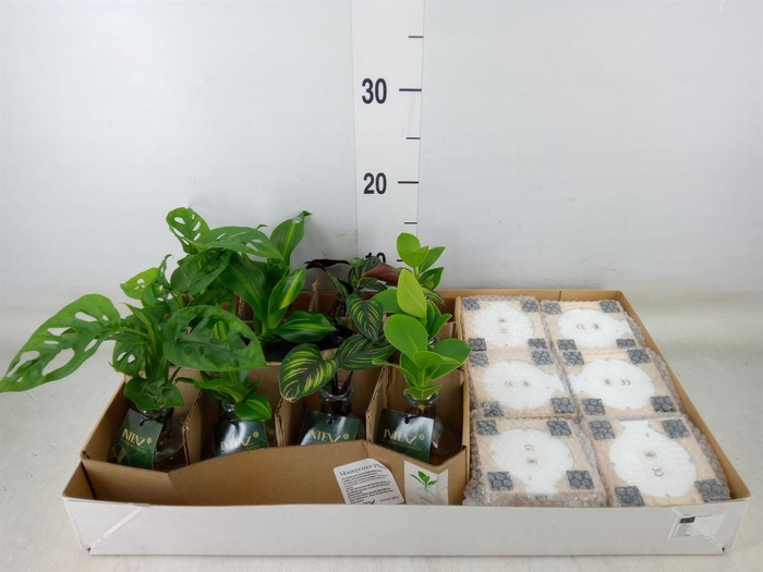 <h4>Planten ..mix</h4>