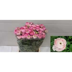 Ran Aazur Light Pink