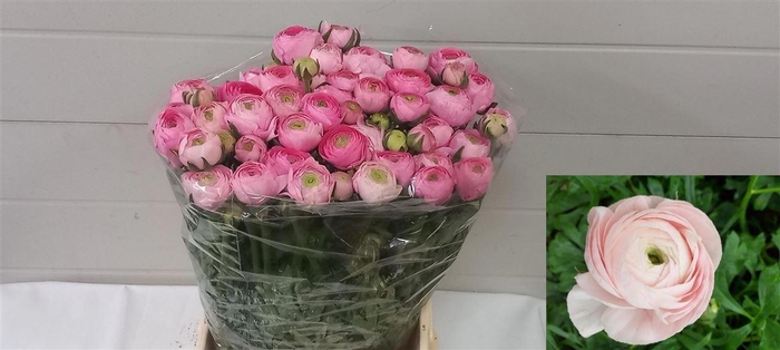 <h4>Ran Aazur Light Pink</h4>