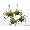Nepenthes  Mix Ampel 3fors.