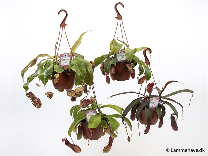 Nepenthes  Mix Ampel 3fors.