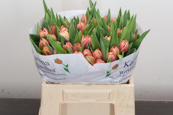 <h4>Tu Du Columbus</h4>