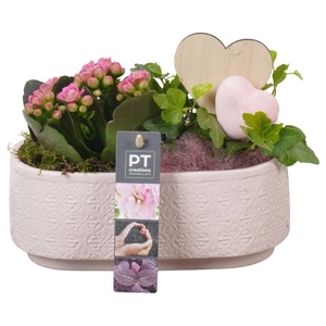 PTVMB4719 Arrangementen kamerplanten