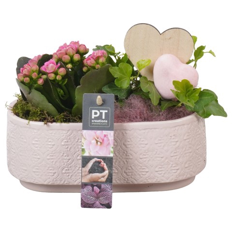 <h4>PTVMB4719 Arrangementen kamerplanten</h4>