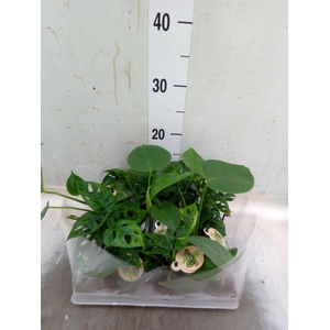 Monstera   ...