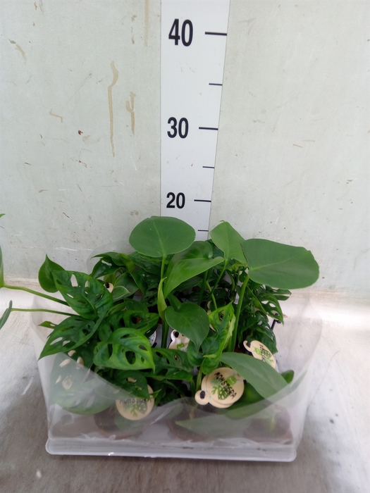 <h4>Monstera   ...</h4>