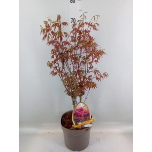 Acer palmatum 'Atropurpureum'