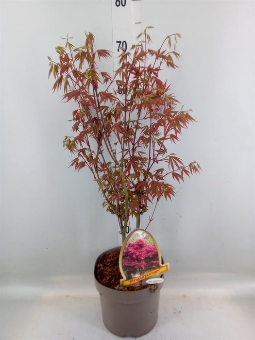 <h4>Acer palmatum 'Atropurpureum'</h4>