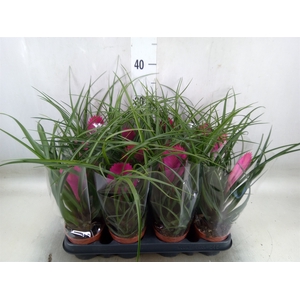 Tillandsia cyanea 'Anita'