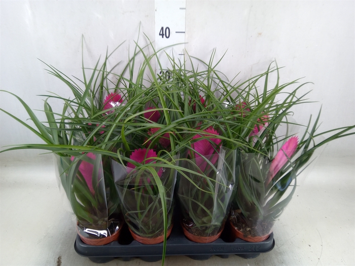 <h4>Tillandsia cyanea 'Anita'</h4>