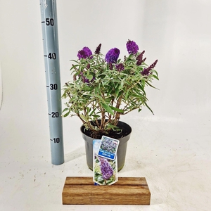 Buddleja Butterfly Candy Little Lil