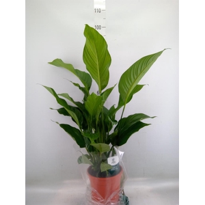 Spathiphyllum  'Sweet Lauretta'