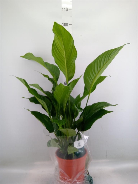 <h4>Spathiphyllum 'Sweet Lauretta'</h4>