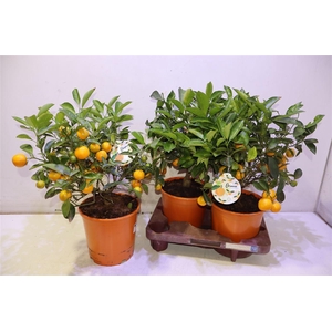 Citr Microcarpa