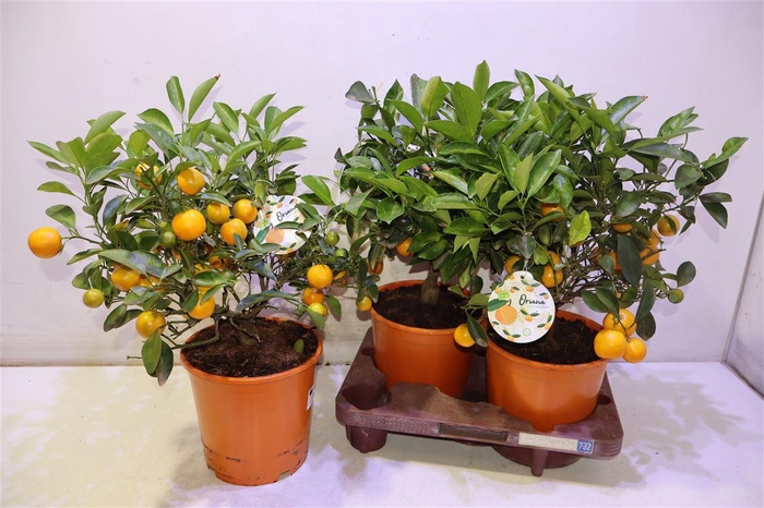 <h4>Citr Microcarpa</h4>